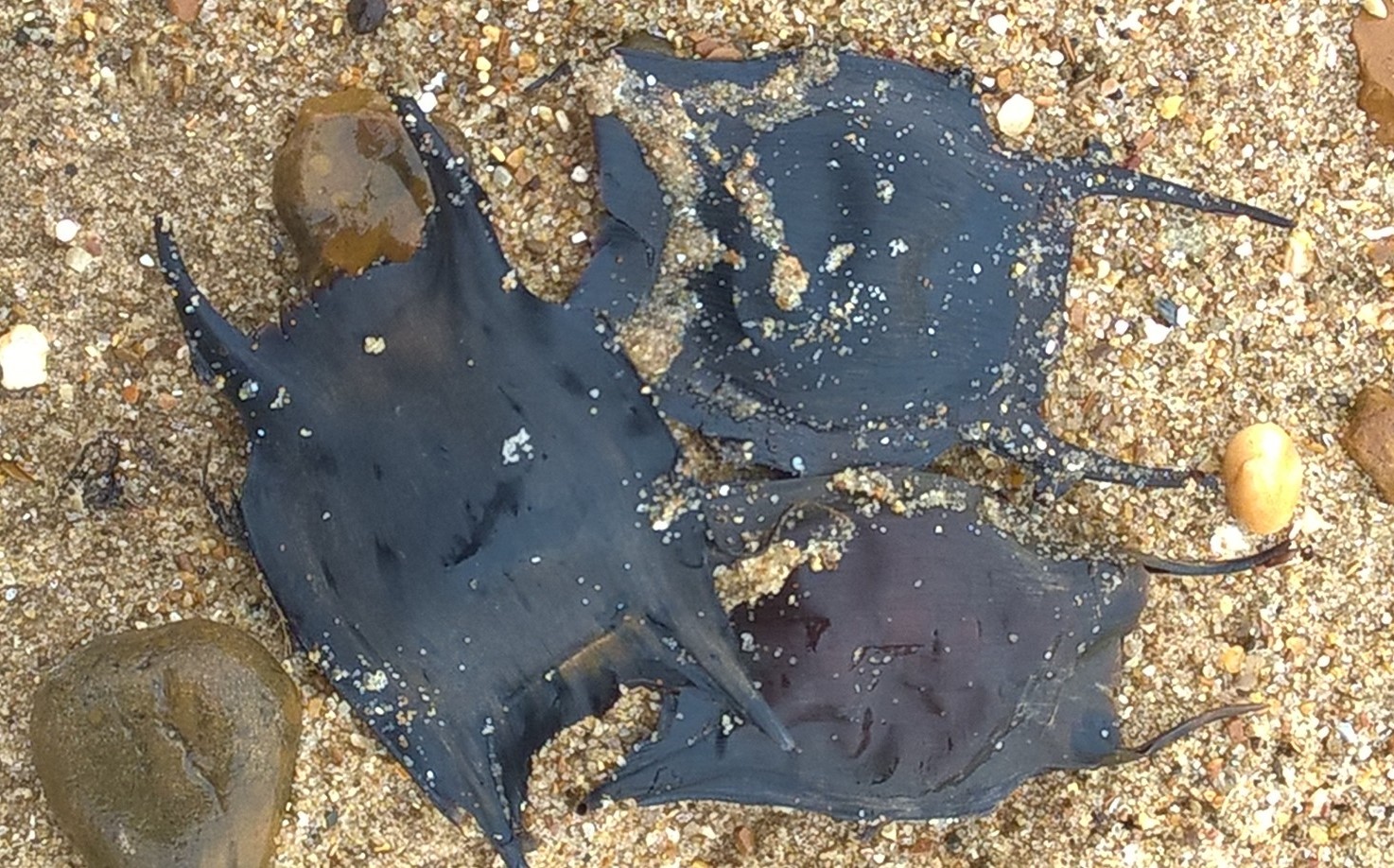 The Magic of Mermaid's Purses