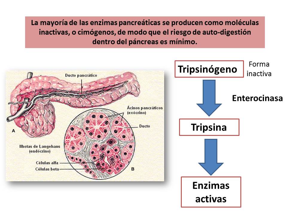 Blog Shido De Fisiología Medica ENZIMAS PANCREÁTICAS