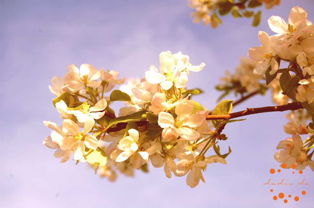 Apple Tree blooming season