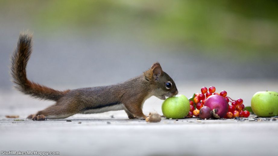 Breathtaking Pictures of Squirrels in the Photographs of Andre Villeneuve