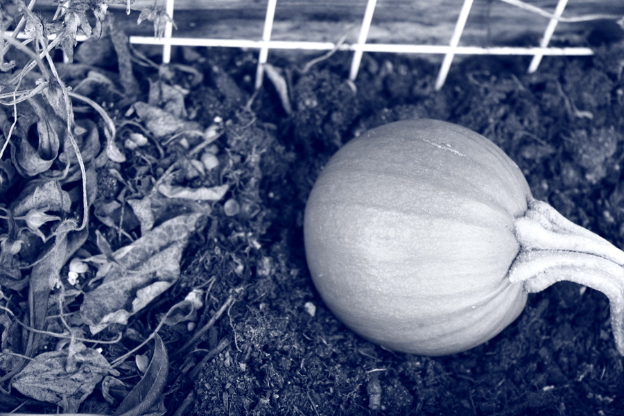 Brandy Melville skirt A•Mused