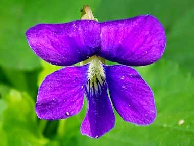 http://www.statesymbolsusa.org/New_Jersey/NJ_flower_violet.html