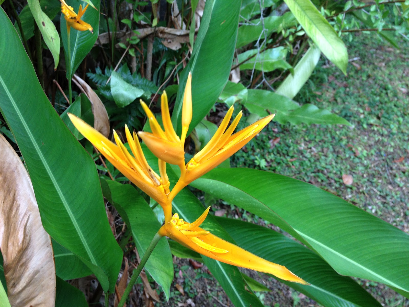 Geography- Tropical Rainforest: Tropical Rainforest