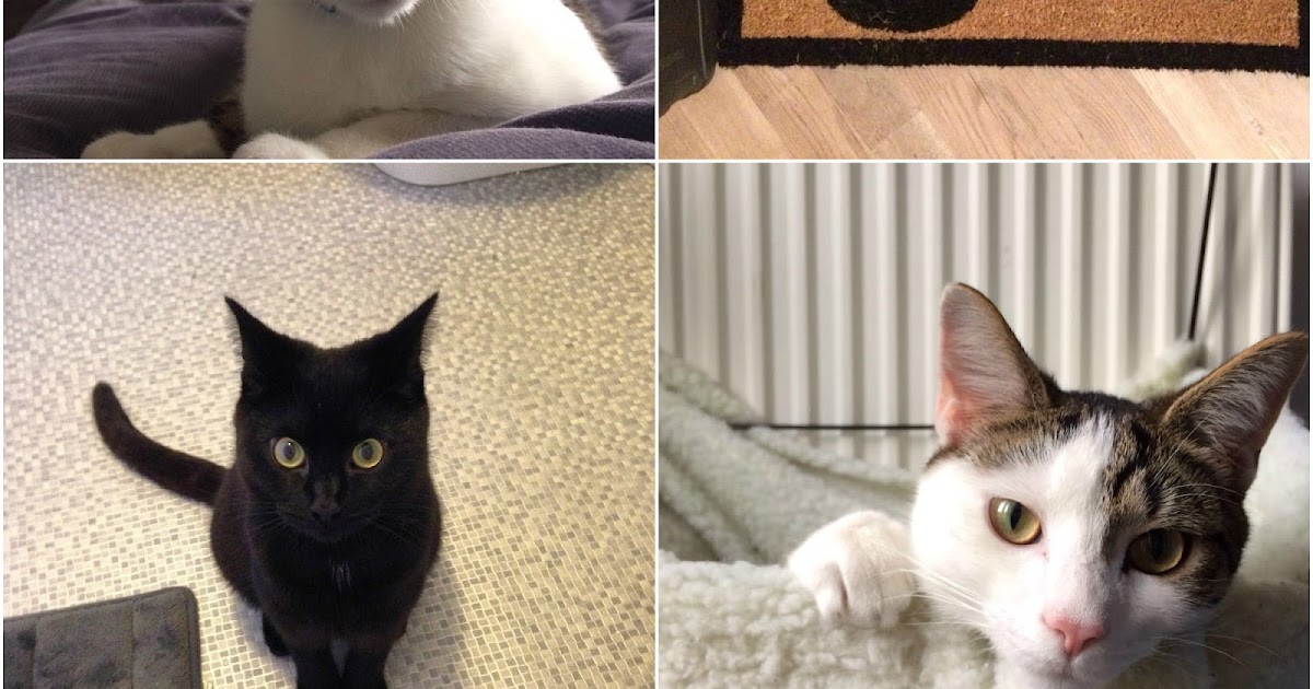 10 things I've learnt about owning a cat Laureny Loves... UK