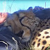 Cheetah Sees Photographer Napping Under A Tree And Decides To Join In