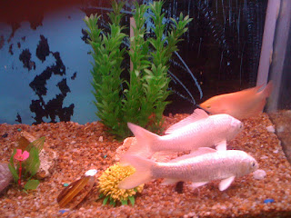 Silver Sharks FishWhite Koi Fish Price and Picture for your Marine and Fresh Water Aquariums