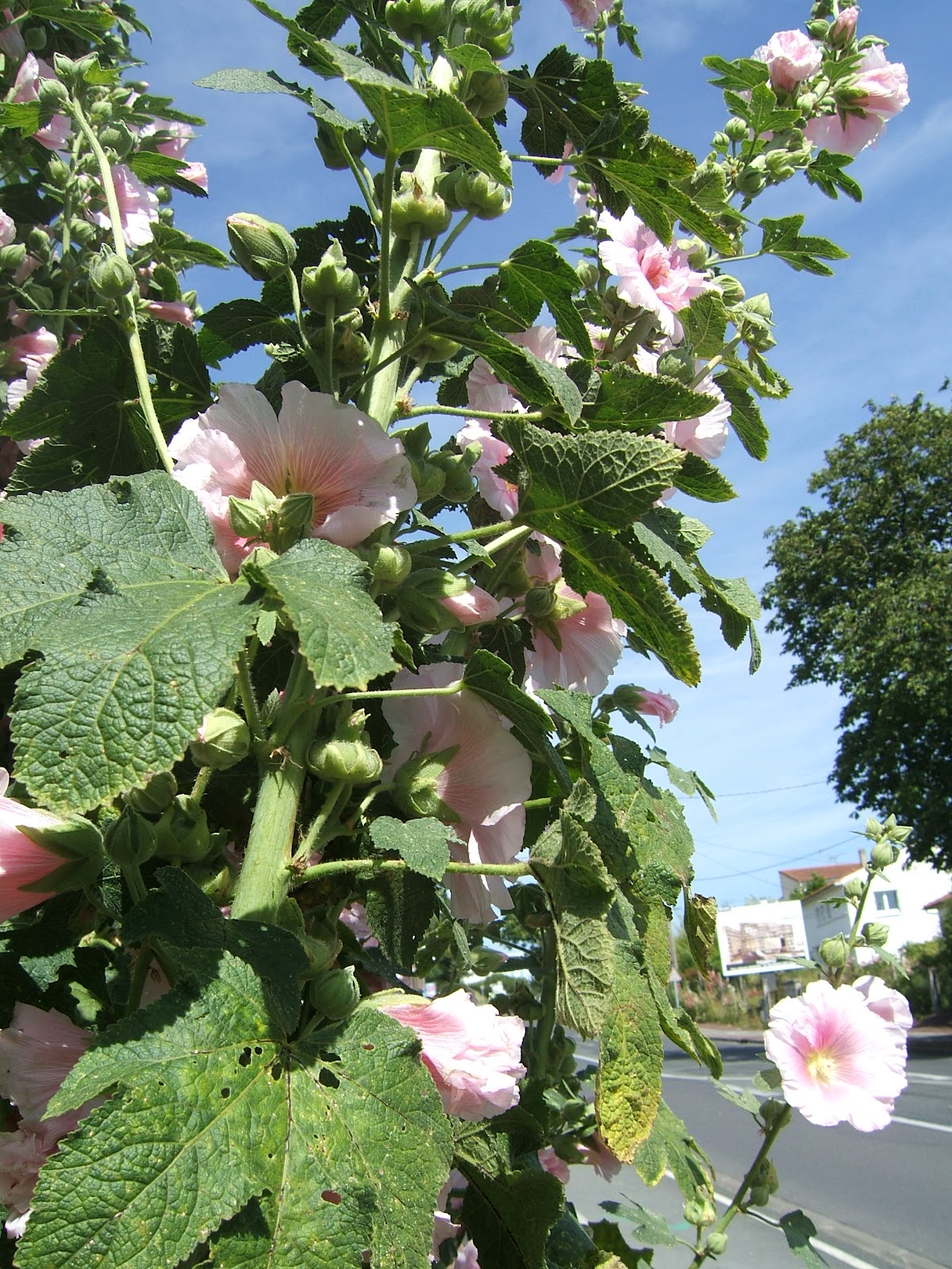 Planter Des Roses Tremieres En Pleine Terre