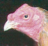De Cuba y de los gallos de pelea