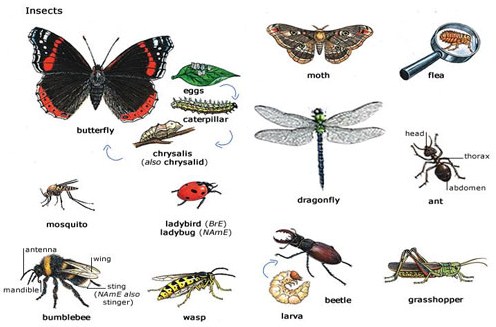 Sama-sama kelompok dan karena memiliki dikelompokkan satu dalam kupu-kupu keduanya belalang Nisia dalam