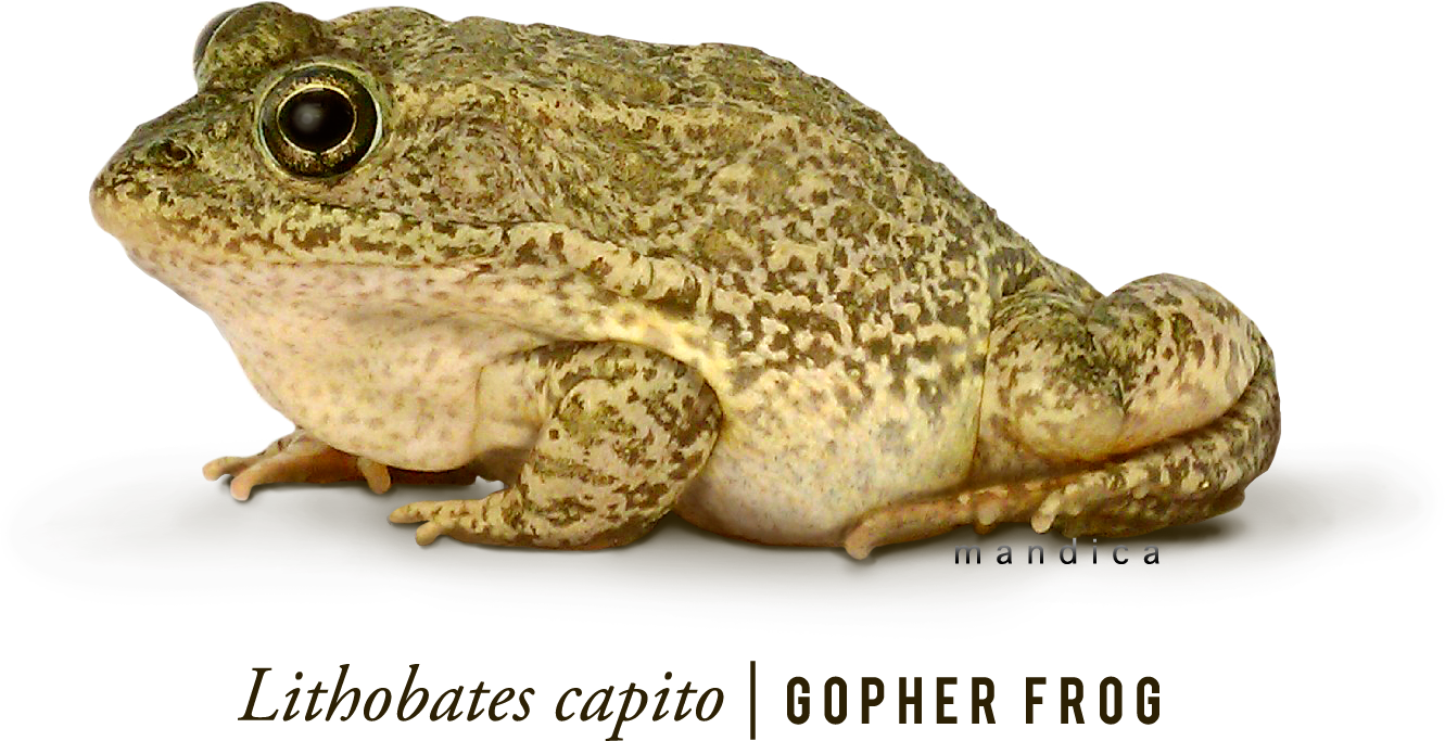 Gopher Frogs