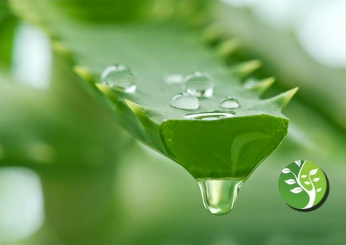 cómo hacer tu propio gel de Aloe Vera en casa en solo 5 minutos