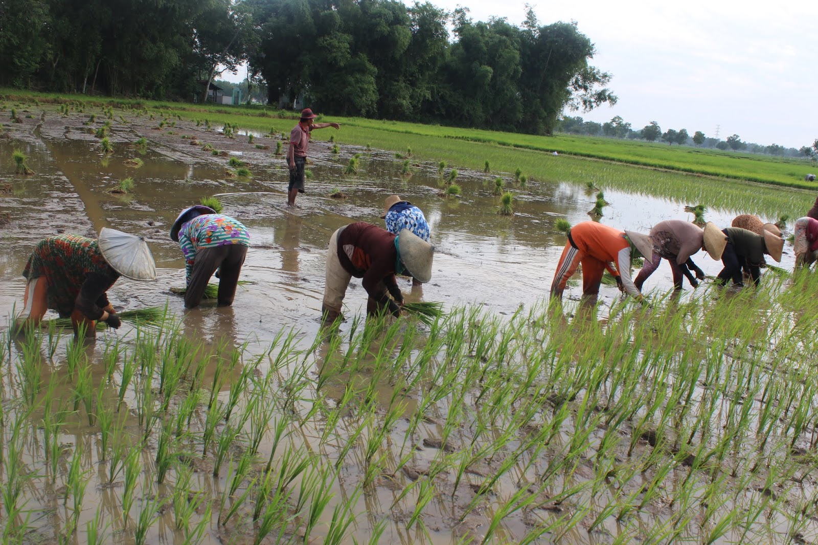 Membantu Kegiatan Menanam Padi Di Sawah Salah Satu Warga Desa