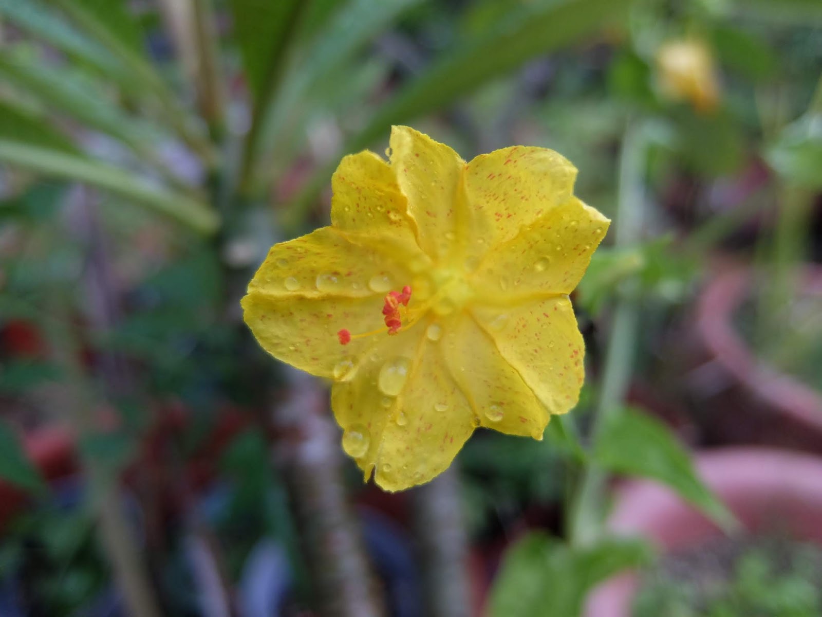 十月的花 2018年10月igarden頂樓花園實錄 園藝部落格 Igarden 花寶愛花園園藝文摘plus