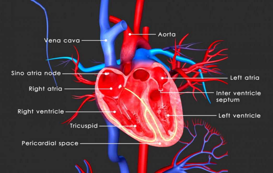 The heart Anatomy physiology and function The heart Anatomy physiology and function