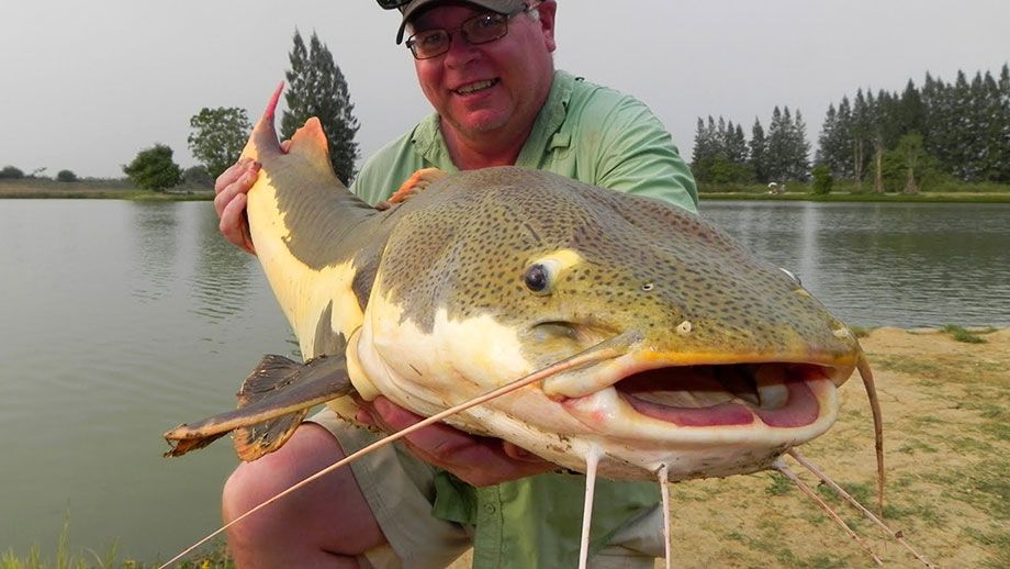 Fish Images Airbreathing Catfish Images