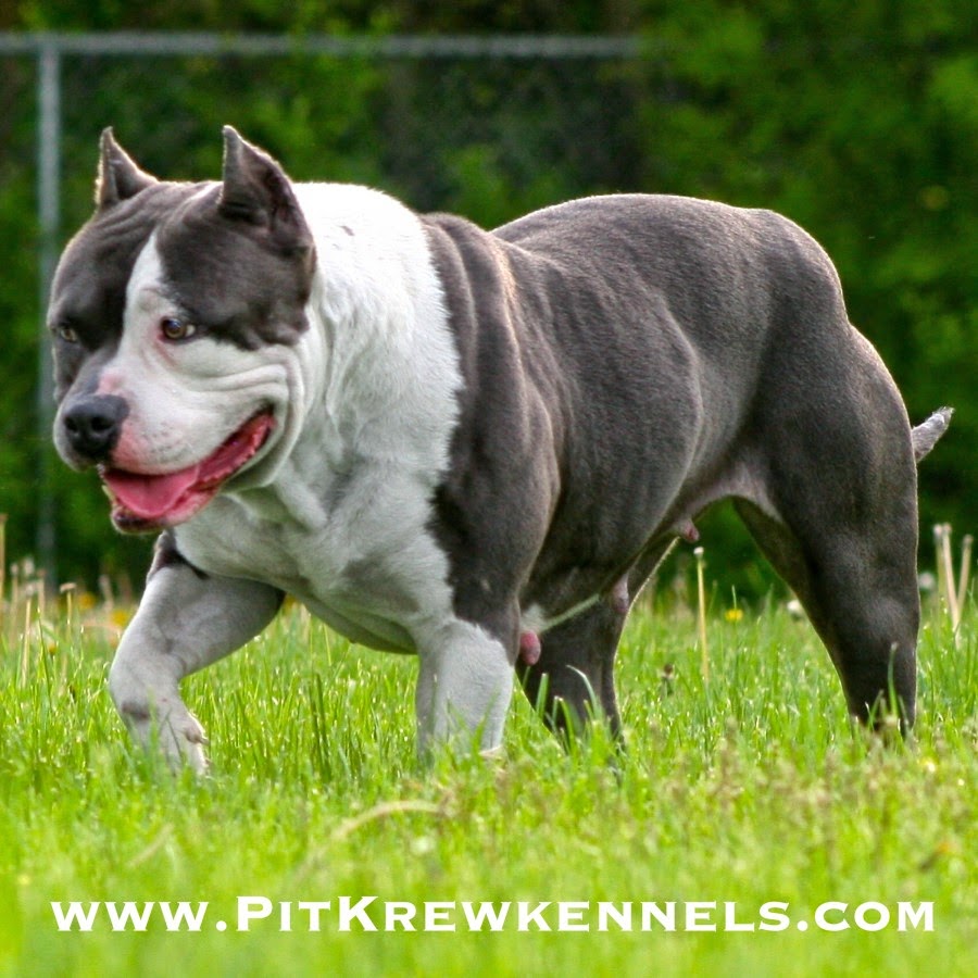 Blue Gator Mouth Pitbull 2025