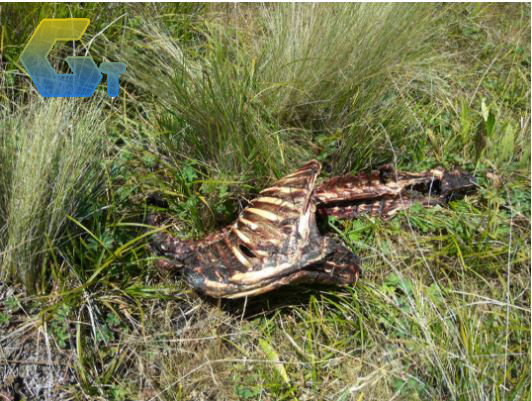 BANGAKI RUSA YANG DI TEMUKAN DI GUNUNG LAWU GOSIP TERKINI