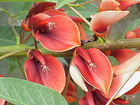 Flor de Ceibo