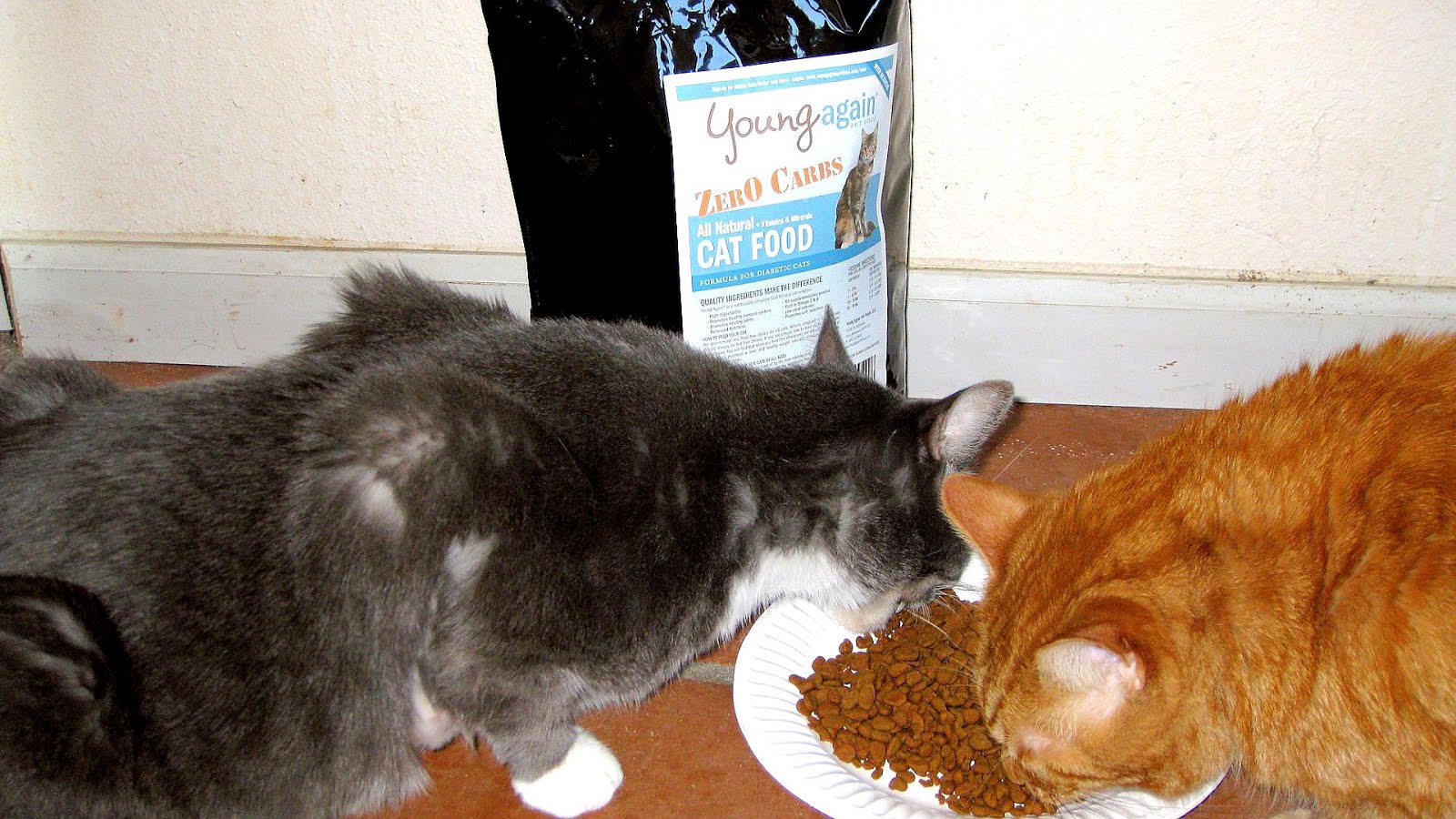 Кошки едят хозяев
