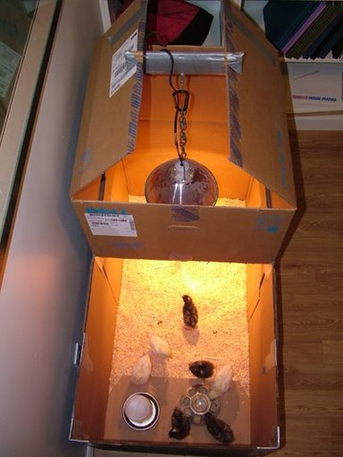 Pets with Benefits: The Stinky Brooder - Tips to keep the brooder clean ...