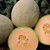 Cara Budidaya Melon untuk Urban Farming, Byebye Hutan Beton Welcome Kebun Melon