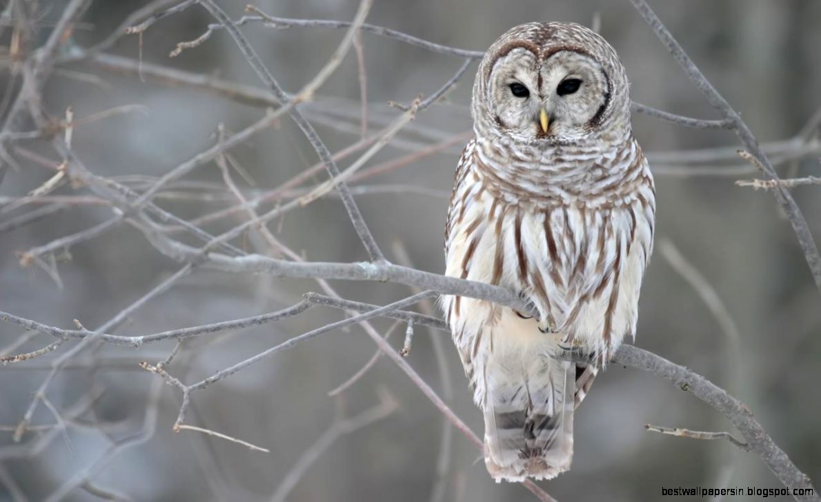 Owl wallpapers   HD wallpapers n