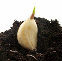 Garden Tips! | A Collection of Photos