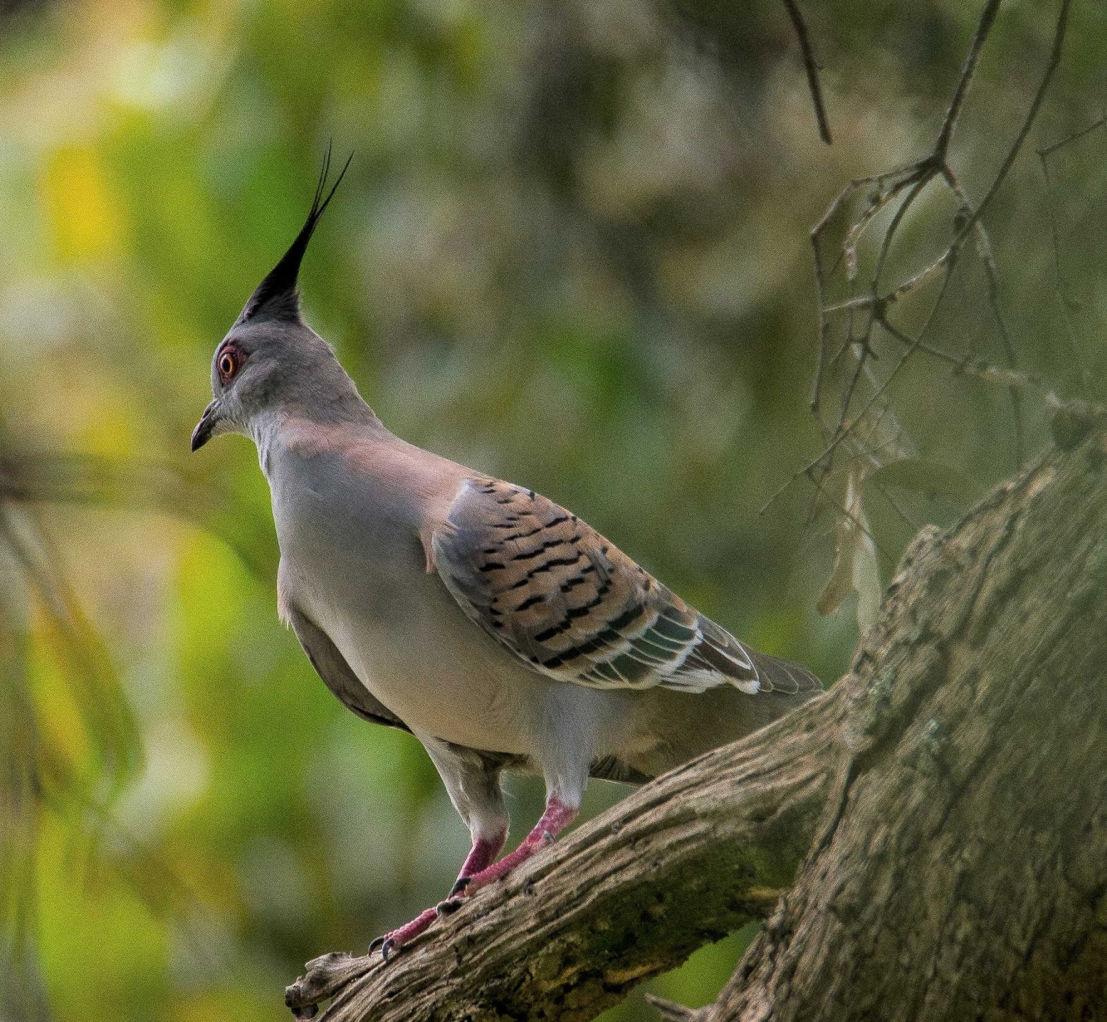 BIRDS of KILMORE, AUSTRALIA Crested Pigeons
