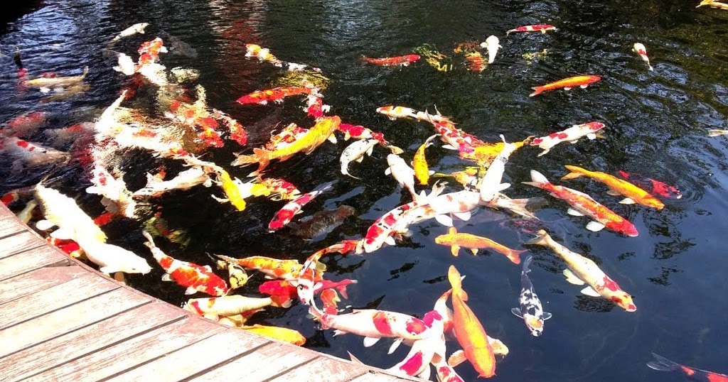 5 Jenis Ikan Koi Kohaku Beserta Gambarnya - Ikanesia.id
