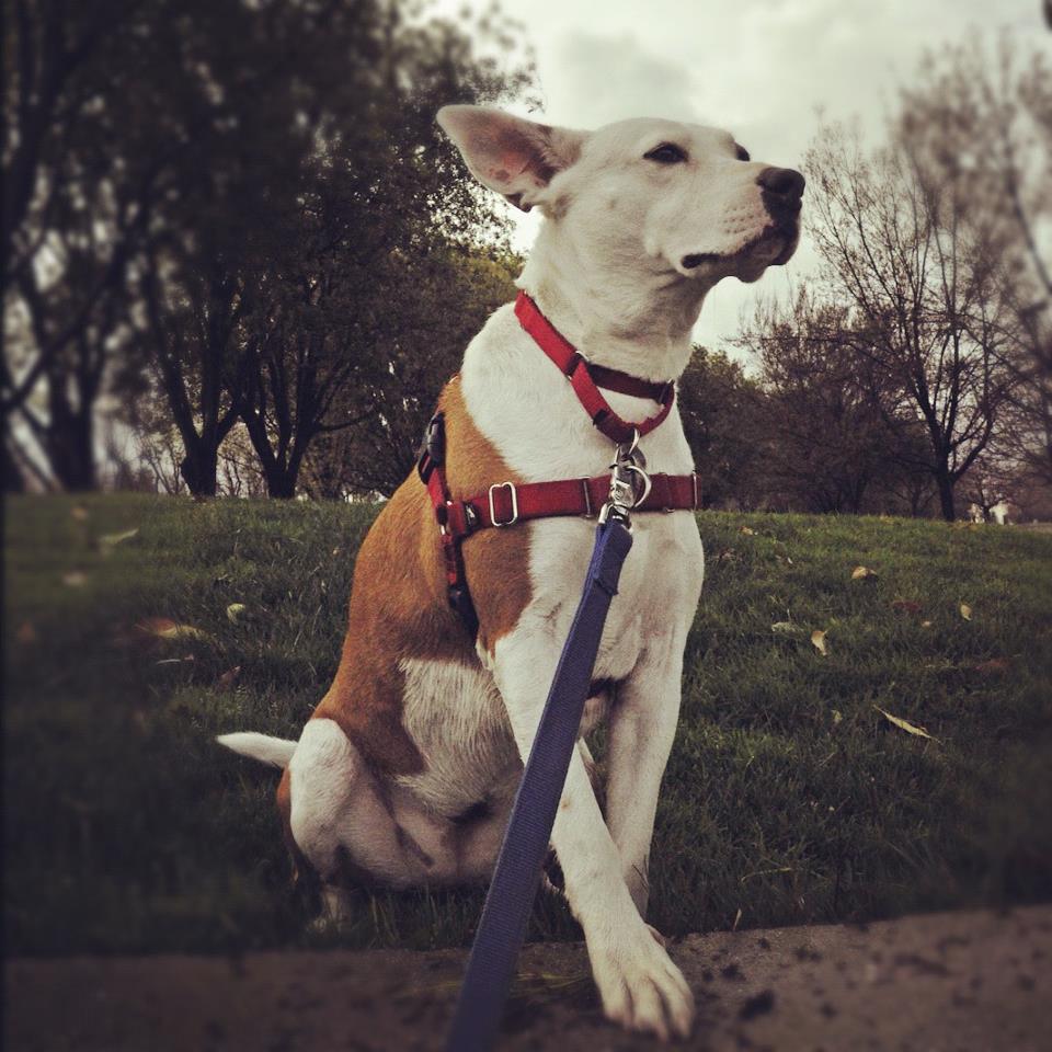 Dogs In the Bubble Kona and her flying skills