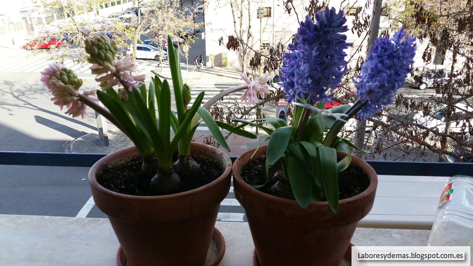 Jacintos Hyacinthus, la nueva alegría de mi casa