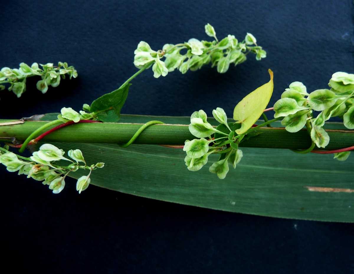 r o b i n 's y a r d: Fallopia convolvulus (Polygonum convolvulus)