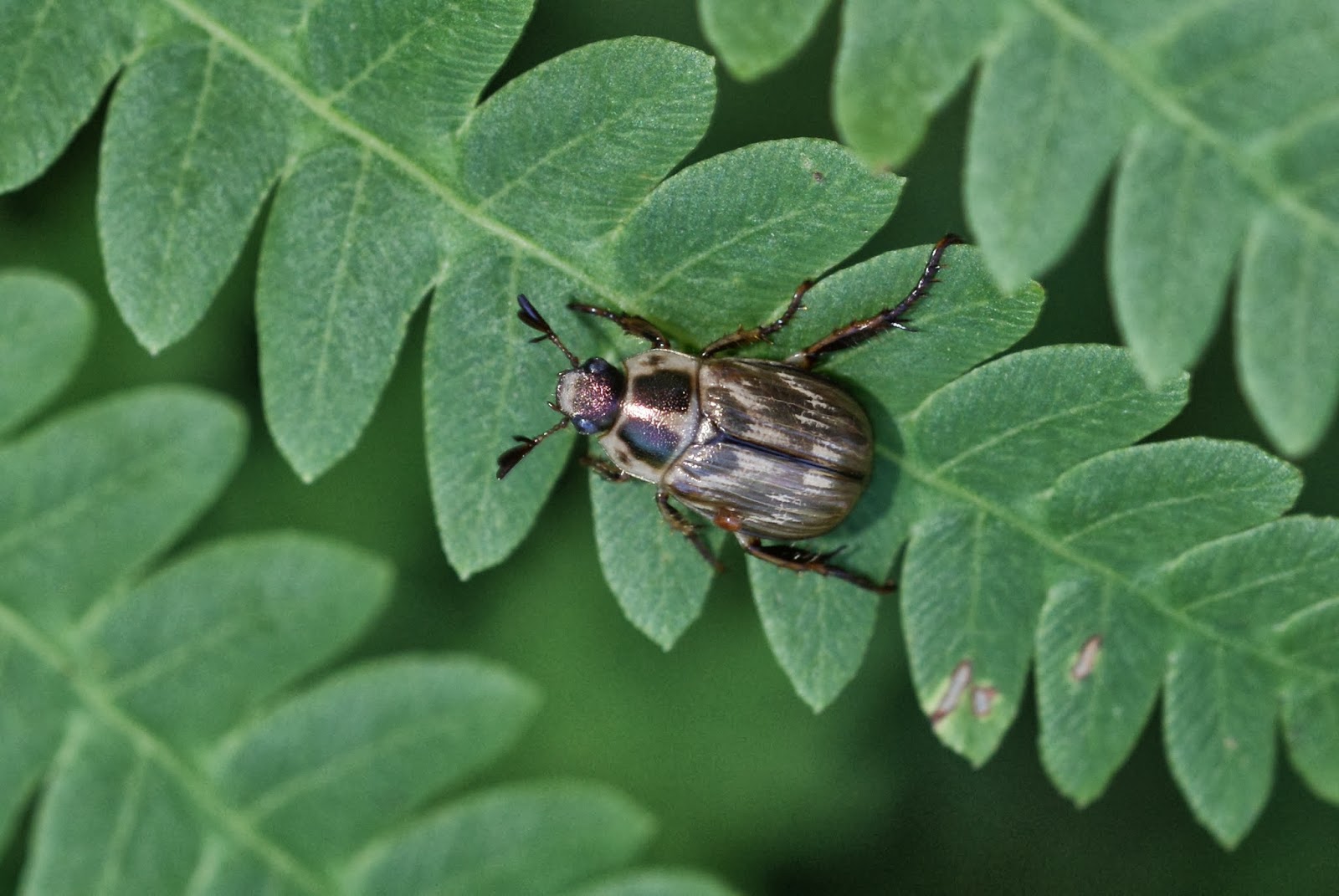 Current Events On The Asian Beetle In Maine 23