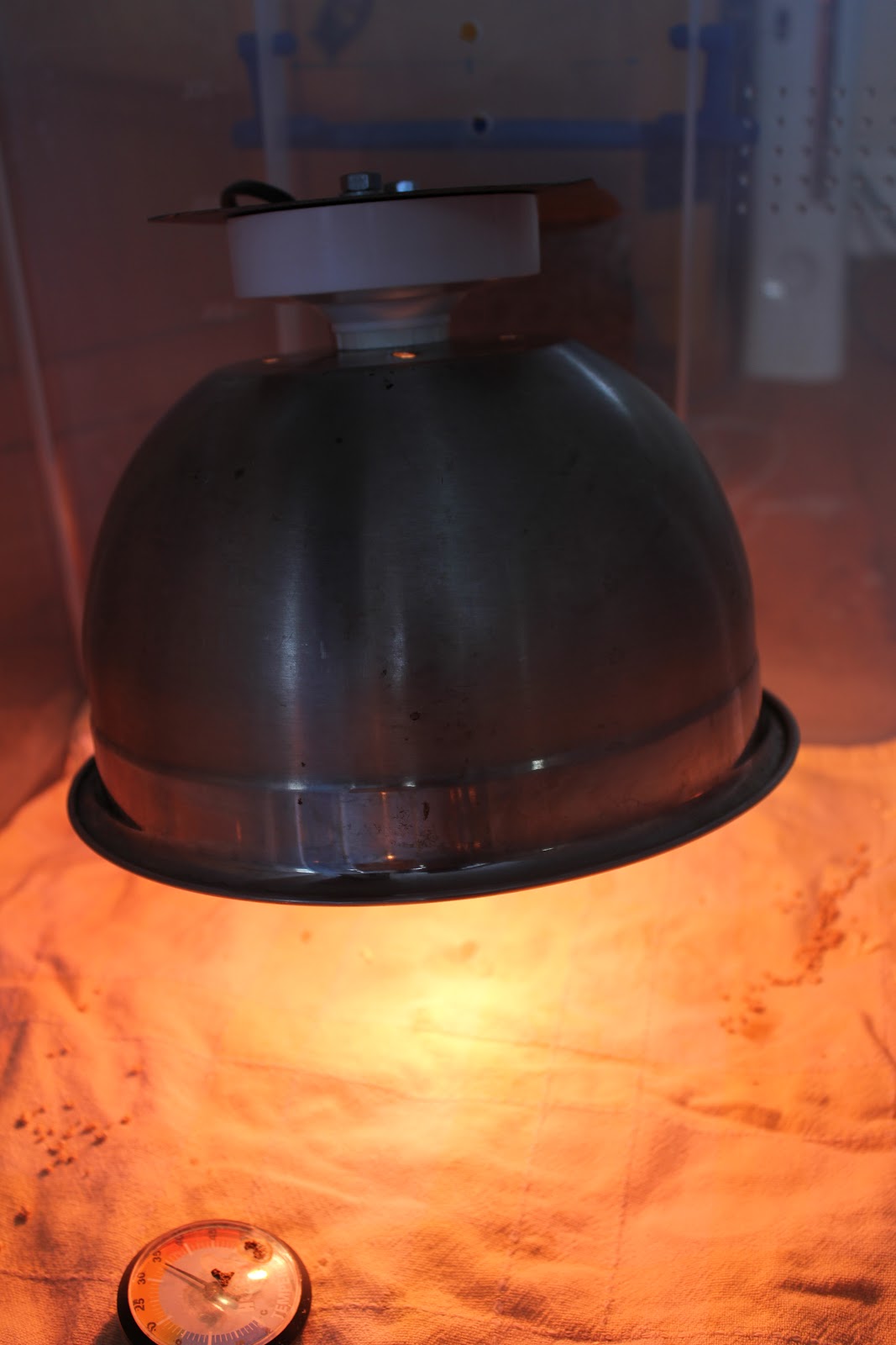 Development of Quails During incubation: Setting up the Brooder