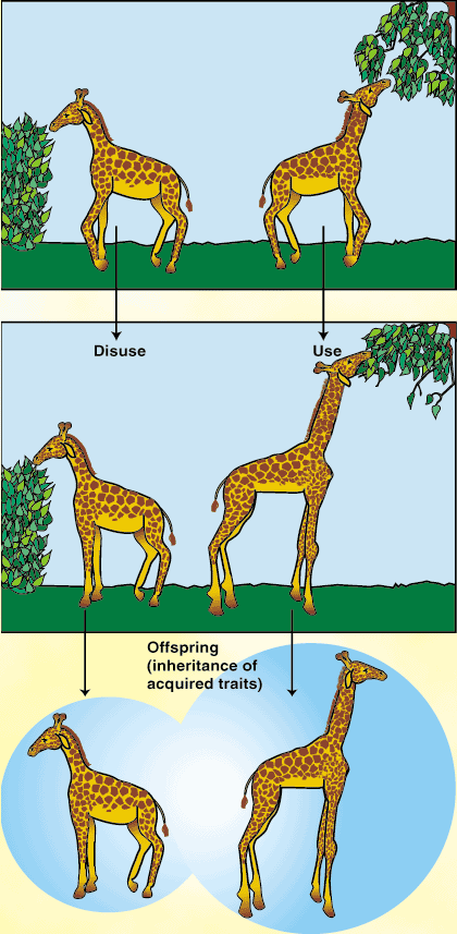 Giraffe Homework Lesson+Homework
