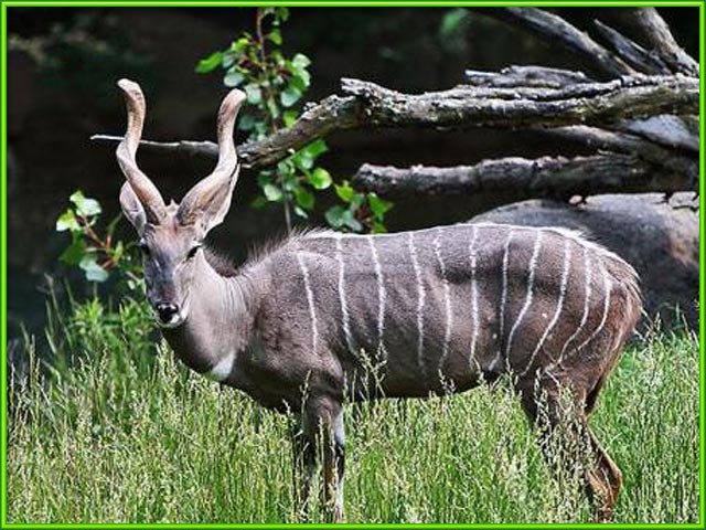 animals names starting with k animals name a to z animals that start with the letter k