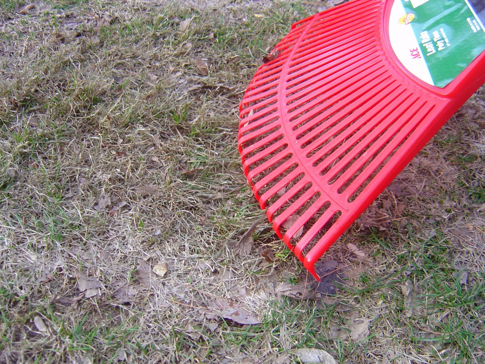 COHorts Does Snow Cover Cause Snow Mold in Lawns? Yes....and no...