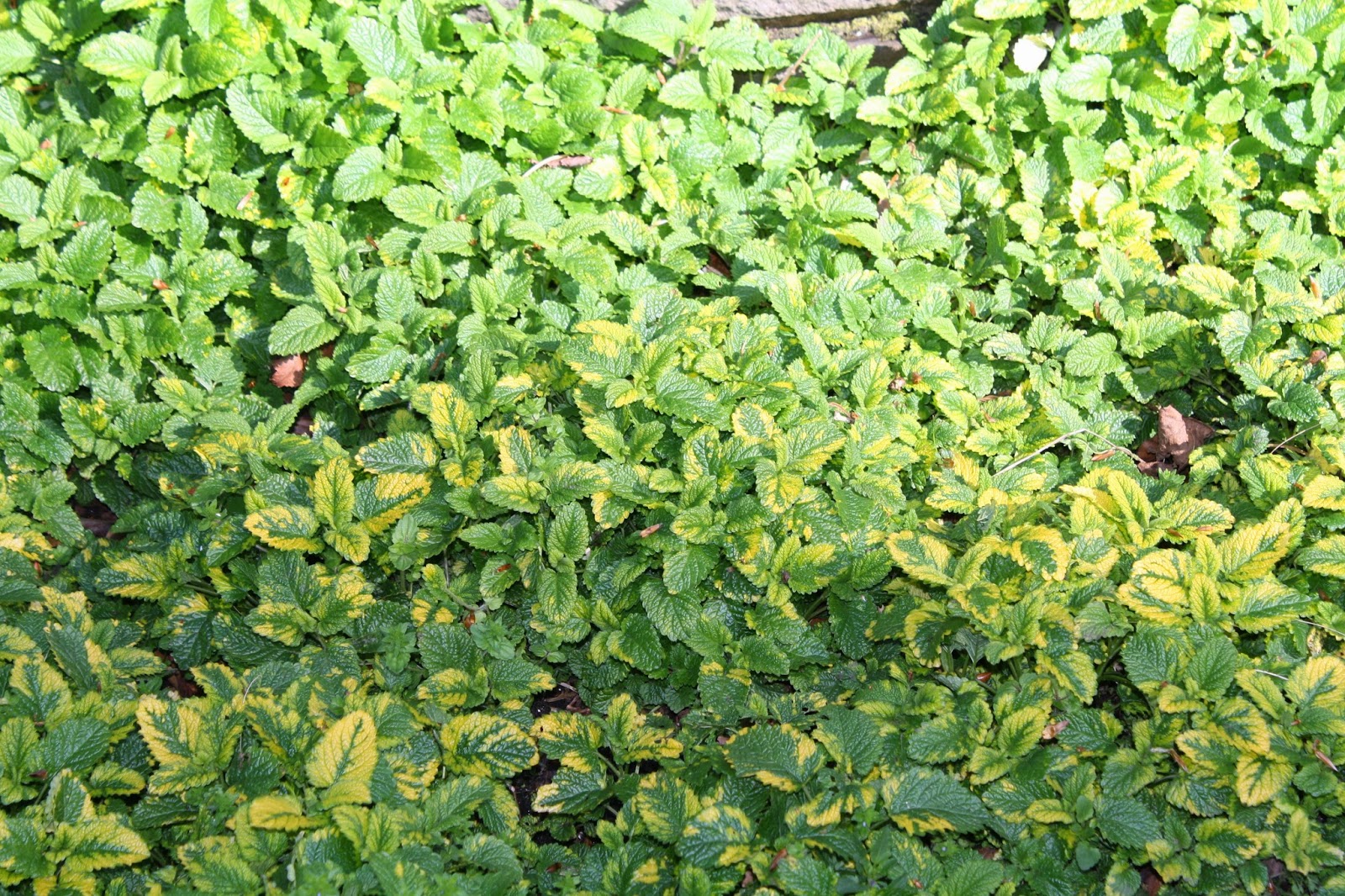 Dunedin Botanic Garden- Craig Huggan: Herb Garden Plant Identification