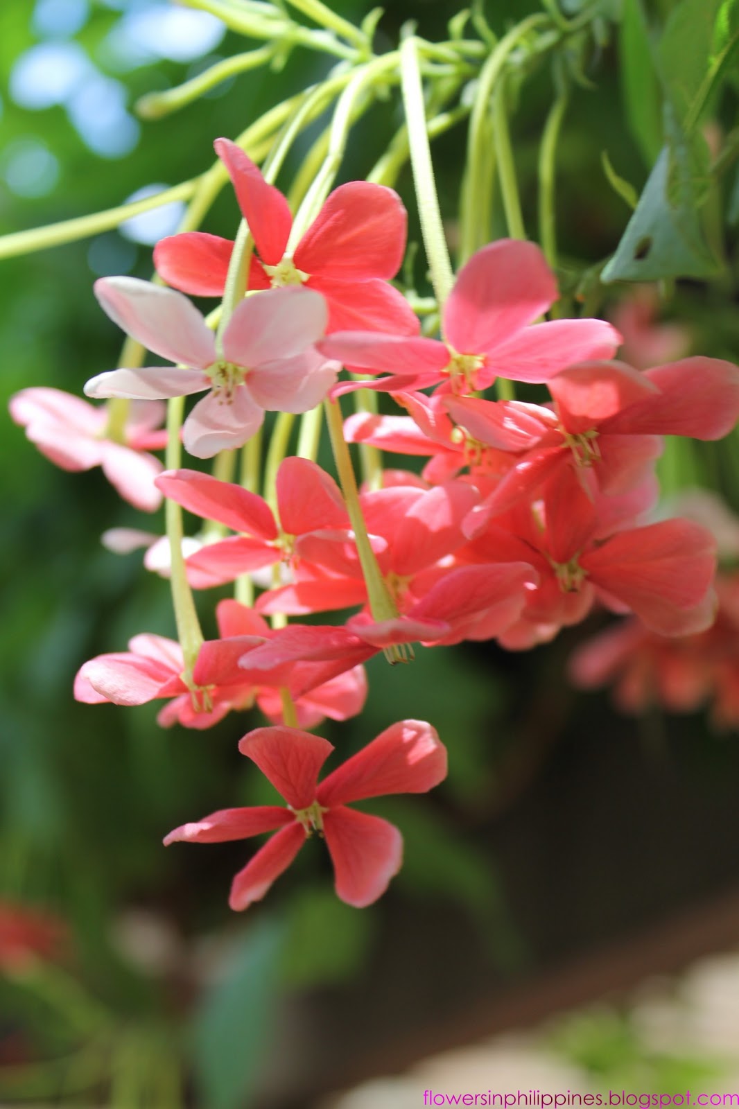 FLOWERS IN THE PHILIPPINES De la Guardia Vine Flower or Something Else?