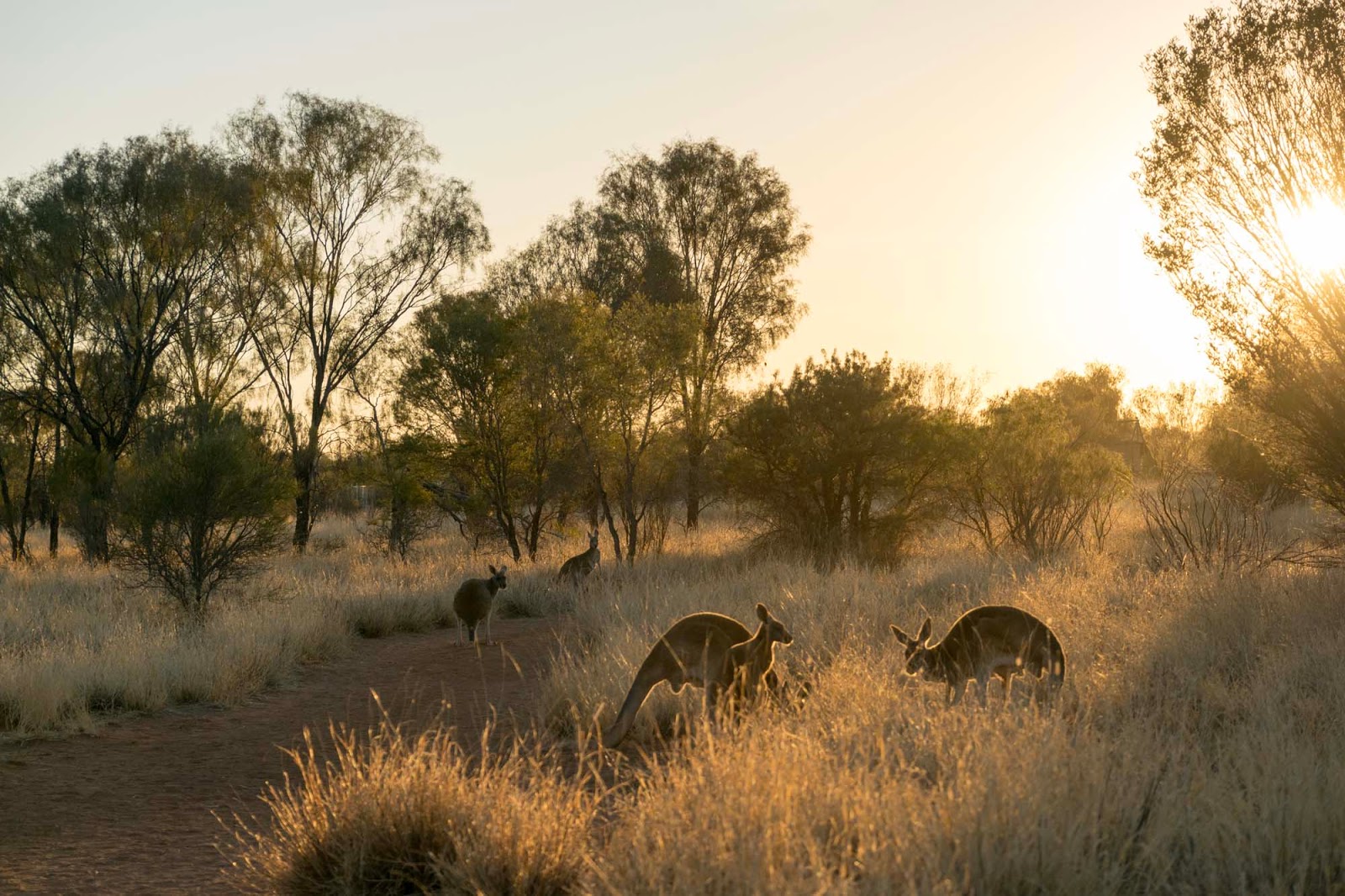 the kangaroo sanctuary alice springs