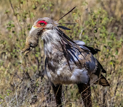 bird secretarybird cannundrums feet coolness wreaks