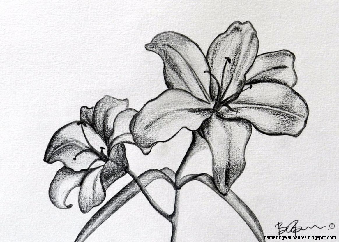 Lily Drawings In Pencil Related Keywords  Suggestions   Lily
