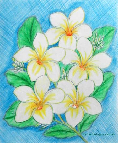 Menggambar Bunga Kamboja Menggunakan Pensil Warna
