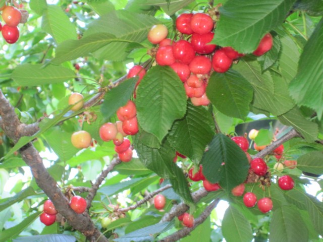 Arboles en el balcon o patio