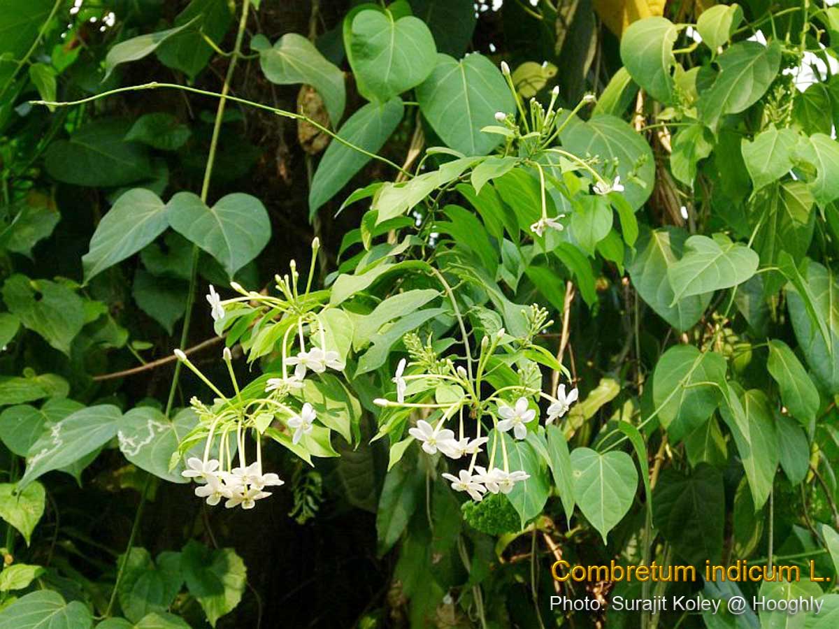 Medicinal Plants Quisqualis indica Combretum indicum Rangoon Creeper