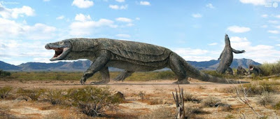 Megalania skull