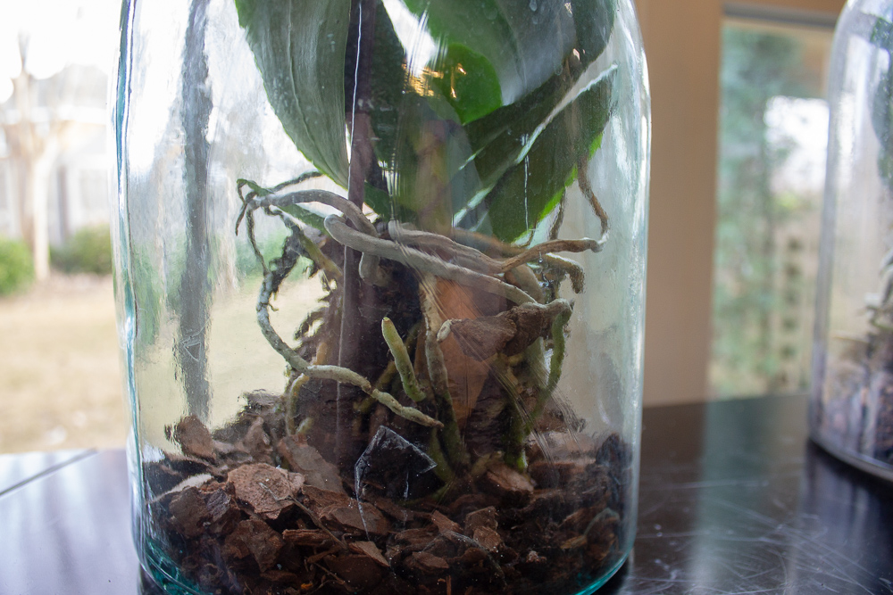 Orchids Under Glass Miss Kopy Kat