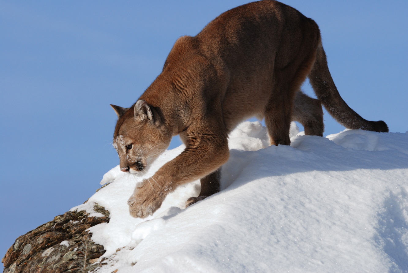 Susan's Disney Family: Big Cat Week Premieres Friday, Nov. 27, 9/8c on ...