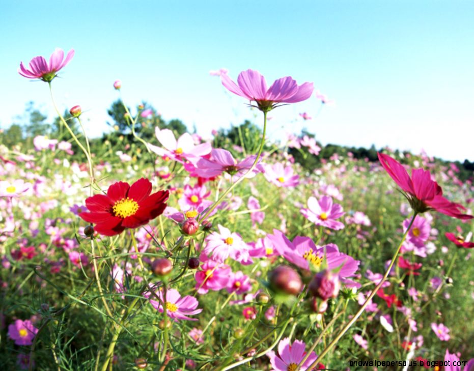 Beautiful Field Flowers Wallpaper  Wallpapers9