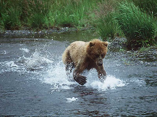 Animal Wallpapers | New Stylish Wallpaper